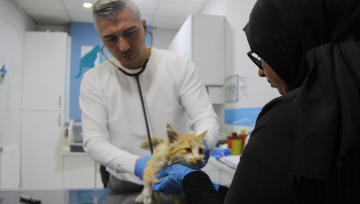 Sivas’ta ‘Kedi AIDS’i uyarısı: Tedavisi yok