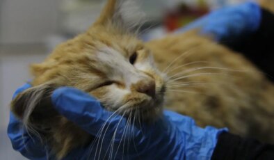 Sivas’ta kedi AIDS’ine rastlandı, uzmanı ‘kontrol’ uyarısı yaptı