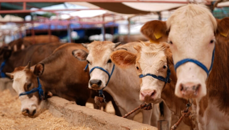 Tarım ve Orman Bakanlığı açıkladı: Şap hastalığı kontrol altına alındı