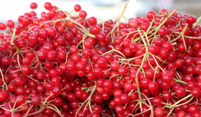 Tepelerden toplanıyor; “Gençlik iksiri” diye içiliyor! Öyle kıymetli ki…
