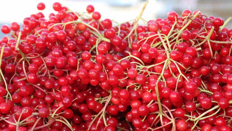 Tepelerden toplanıyor; “Gençlik iksiri” diye içiliyor! Öyle kıymetli ki…