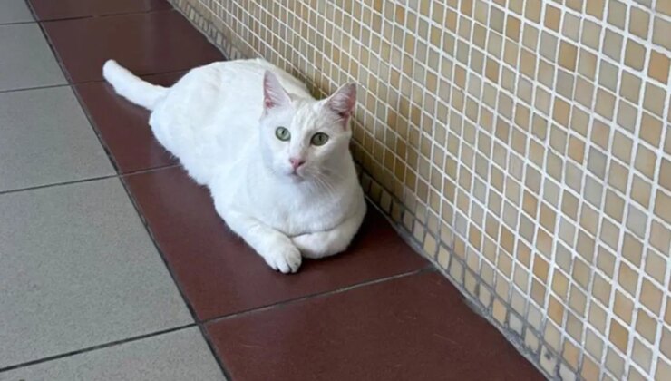 Tepkiler sonuç verdi: Bakırköy Adliyesi’nden kedilerin sürülmesi kararından vazgeçildi