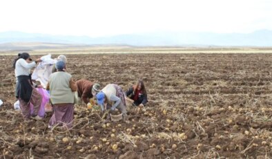 Tercan Ovası’nda hasat sürüyor: Tüm kış sofralarda olacak….