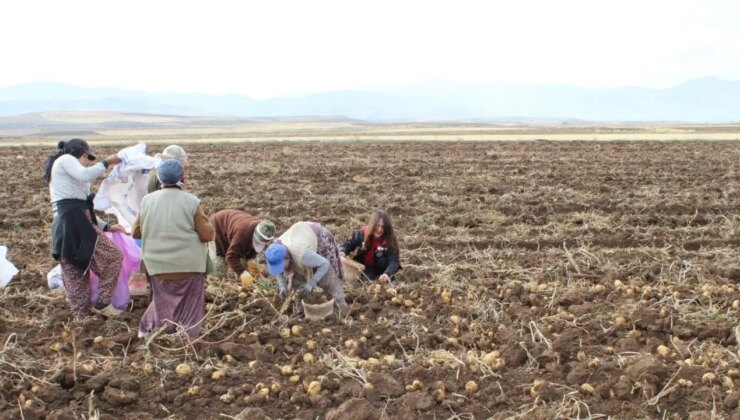Tercan Ovası’nda hasat sürüyor: Tüm kış sofralarda olacak….