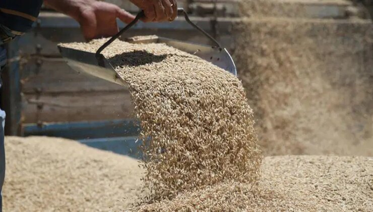 TMO’dan arpa ve mısır ithalatında düzenlemeye ilişkin açıklama