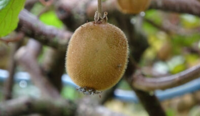 Trabzon’da kivi hasadı başladı! İran’dan gelen kivi fiyatları zorluyor