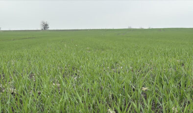 Trakya’da çiftçilerin buğday ekim mesaisi