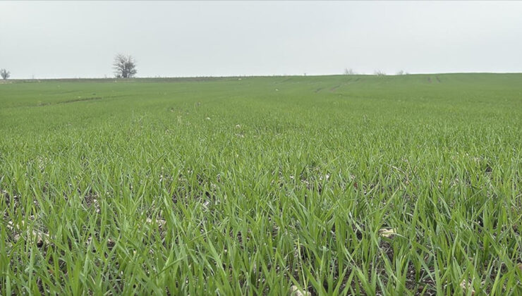 Trakya’da çiftçilerin buğday ekim mesaisi