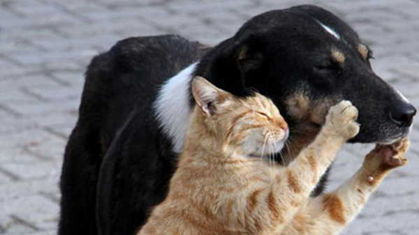 Türk Veteriner Hekimleri Birliği Merkez Konseyi Başkanı Eroğlu: ‘Aç kalmış hayvanlar, kamu sağlığını da tehdit edebilir’