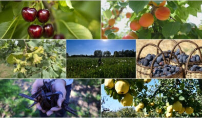 Türkiye tarımda 7 üründe dünya lideri, 22 üründe ilk üçte