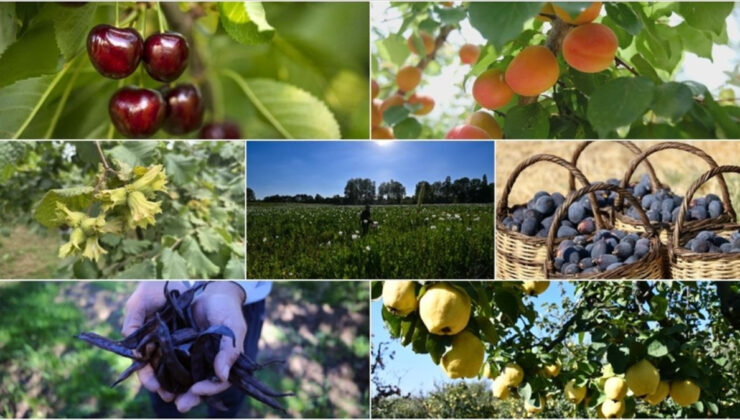 Türkiye tarımda 7 üründe dünya lideri, 22 üründe ilk üçte