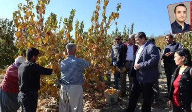 Türkiye’de piyasaya yeni ürün çıkarken Azerbaycan’dan hurma geldi:  Hasat sürerken ithalat