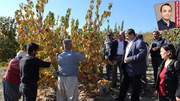 Türkiye’de piyasaya yeni ürün çıkarken Azerbaycan’dan hurma geldi:  Hasat sürerken ithalat