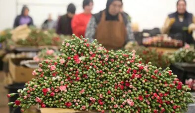 Türkiye’den Avrupa ülkelerine 12 milyon dolarlık ‘yılbaşı çiçeği’