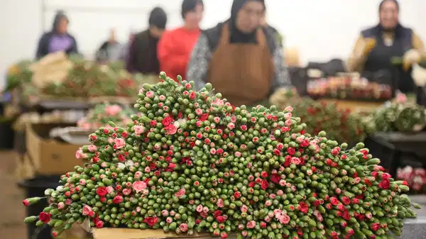 Türkiye’den Avrupa ülkelerine 12 milyon dolarlık ‘yılbaşı çiçeği’