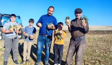 Türkiye’nin en geç hasat noktası! 6 aylık emek yüz güldürdü