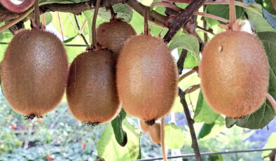 Üreticilerden ‘İran kivisi’ tepkisi: Yerli üretimi baltalıyor