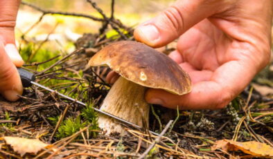 Uzmanından doğadaki mantarlarla ilgili uyarı