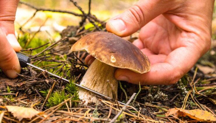 Uzmanından doğadaki mantarlarla ilgili uyarı