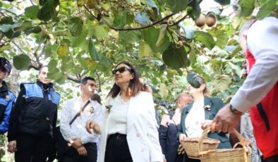 Yalova’nın coğrafi işaretli lezzetinde hasat zamanı: Kentte 20 ton rekolte bekleniyor…