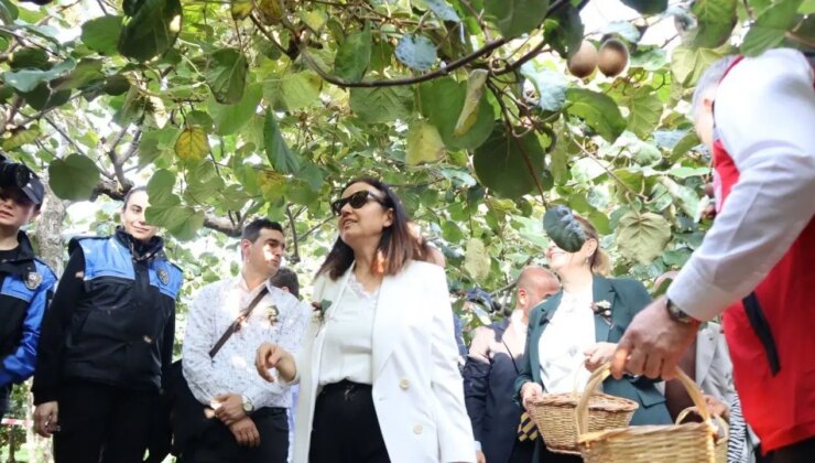 Yalova’nın coğrafi işaretli lezzetinde hasat zamanı: Kentte 20 ton rekolte bekleniyor…
