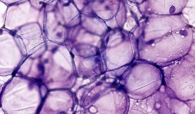 Yeni keşfedilen doğal bileşik yaşlanan güçleri 1 aydan kısa sürede gençleştirebiliyor