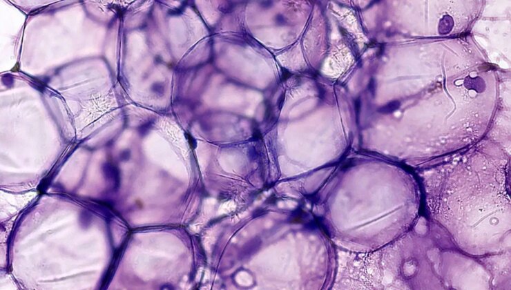 Yeni keşfedilen doğal bileşik yaşlanan güçleri 1 aydan kısa sürede gençleştirebiliyor