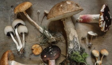 Yeni moda mantarlar gerçekten faydalı mı?