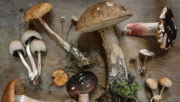 Yeni moda mantarlar gerçekten faydalı mı?