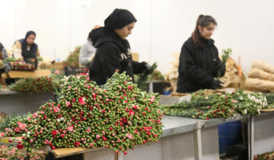 Yılbaşında Avrupa ülkelerine 12 milyon dolarlık yılbaşı çiçeği ihracatı