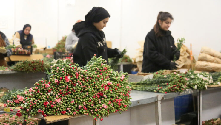 Yılbaşında Avrupa ülkelerine 12 milyon dolarlık yılbaşı çiçeği ihracatı