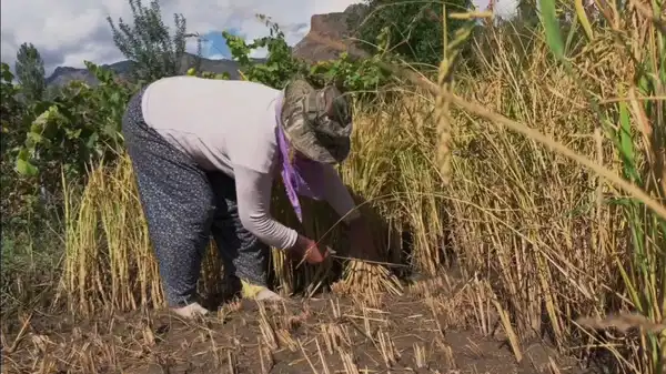 Yusufeli’nde hasat başladı: İlçenin geçim kaynağı…