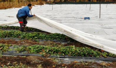Zirveleri karla kaplı olan Erzincan’da kasım ayında hasat devam ediyor: Bu mevsimde gören şaşırıyor!