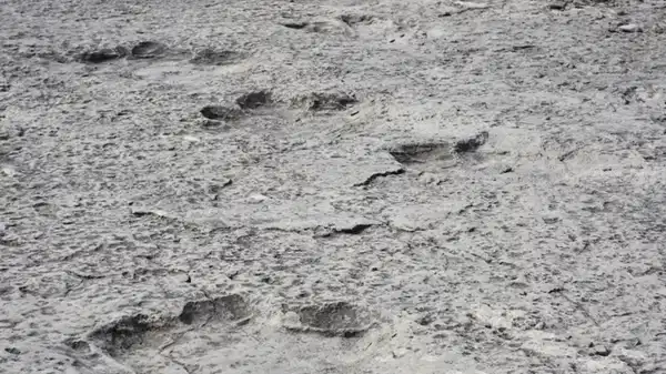 200 milyon yıl öncesinden kaldığı düşünülen binlerce dinozor ayak izi keşfedildi