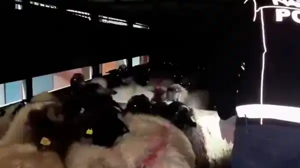 29 küçükbaşın karın boşluğuna gizlenmiş 54,6 kilo metamfetamin ele geçirildi: 2 gözaltı