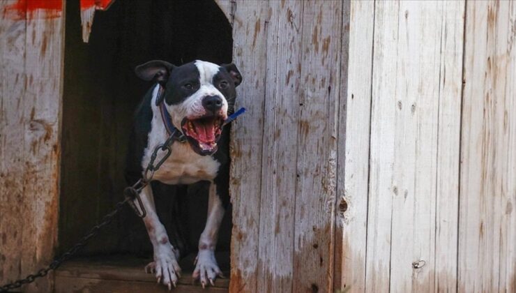 ABD’de 1 yaşındaki çocuk pitbull saldırısına uğradı