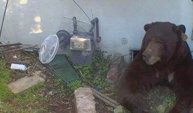 ABD’de evin altından 200 kiloluk ayı çıktı