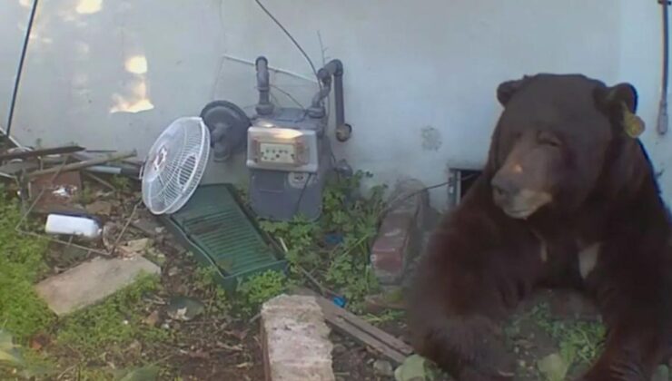 ABD’de evin altından 200 kiloluk ayı çıktı