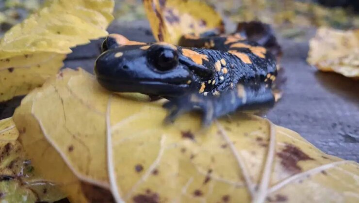 Adana’da görüldü: Nesli tehlike altında…