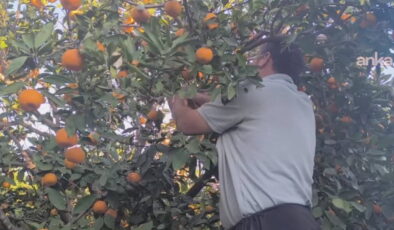 Adanalı mandalina üreticisi: ‘Kilosu 1 lira, satamıyoruz’