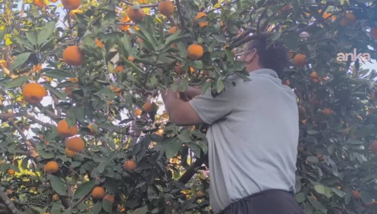 Adanalı mandalina üreticisi: ‘Kilosu 1 lira, satamıyoruz’
