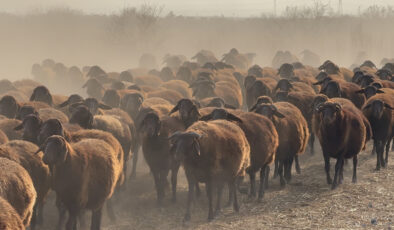 Ağrı Dağı çevresindeki otlaklarda damızlık koyun yetiştiriliyor