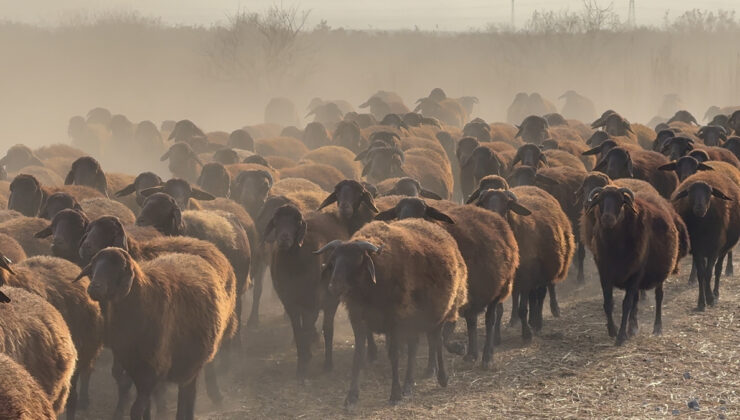 Ağrı Dağı çevresindeki otlaklarda damızlık koyun yetiştiriliyor