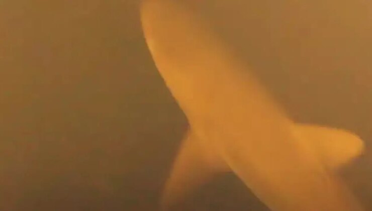 Aktif su altı volkanında yaşam tespit edildi