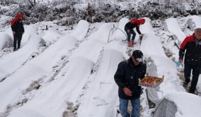 Alaçam’da hasat kar altında devam ediyor: Üretim 8 ay sürüyor…