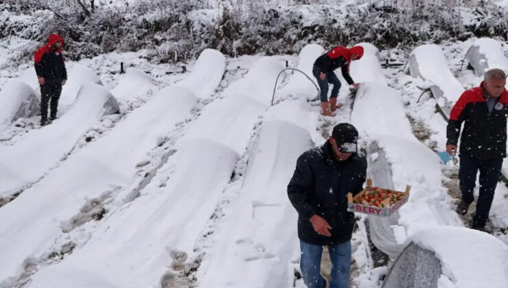 Alaçam’da hasat kar altında devam ediyor: Üretim 8 ay sürüyor…