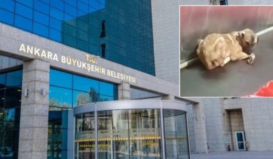 Ankara’da hayvan barınağındaki görüntülere tepki yağdı: ‘Mansur Yavaş’ın talimatıyla inceleme başlatıldı’