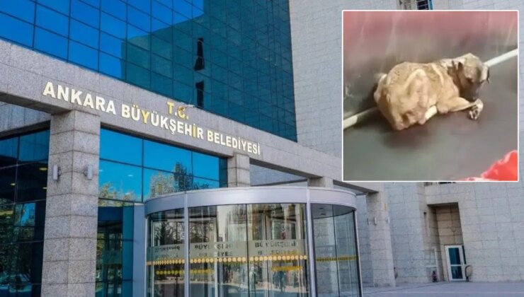 Ankara’da hayvan barınağındaki görüntülere tepki yağdı: ‘Mansur Yavaş’ın talimatıyla inceleme başlatıldı’