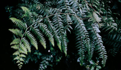 Antalya’da süs bitkileri için Organize Tarım Bölgesi kurulacak