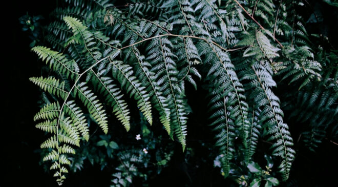 Antalya’da süs bitkileri için Organize Tarım Bölgesi kurulacak